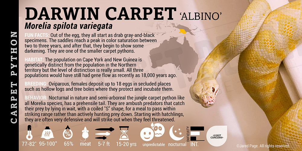 Morelia spilota variegata 'Northern Carpet' Python