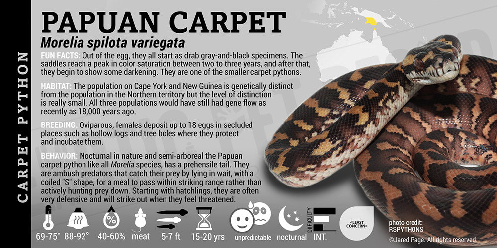 Morelia spilota variegata 'Northern Carpet' Python