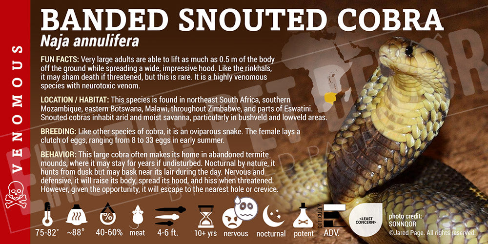 Naja annulifera 'Banded Snouted Cobra' snake label
