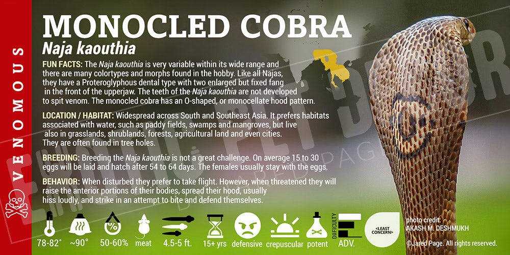 Naja kaouthia 'Monocled Cobra'