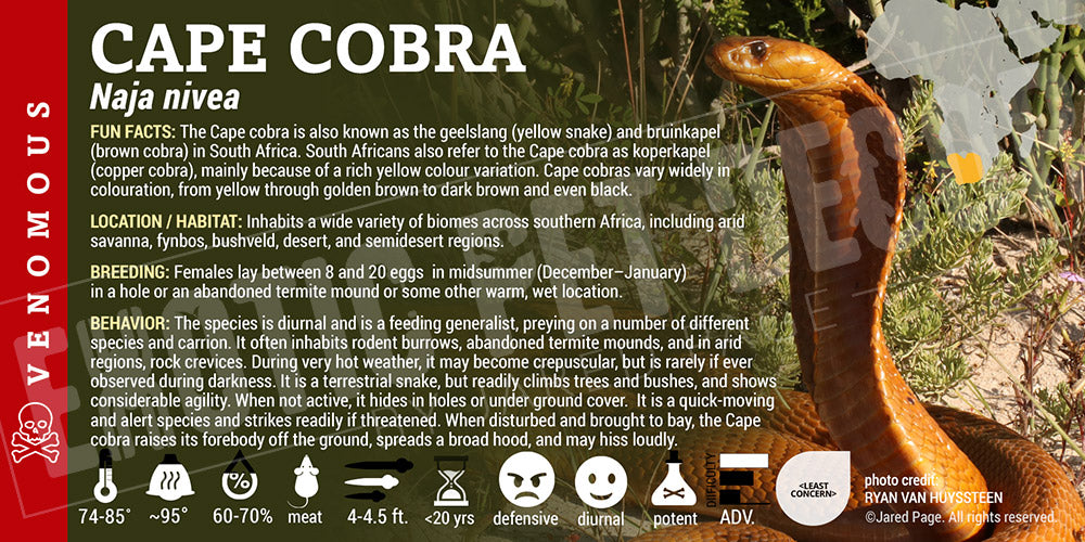 Naja nivea 'Cape Cobra' snake label
