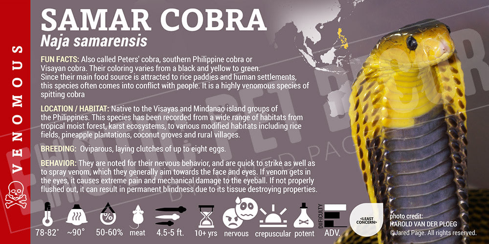 Naja samarensis 'Samar Cobra'