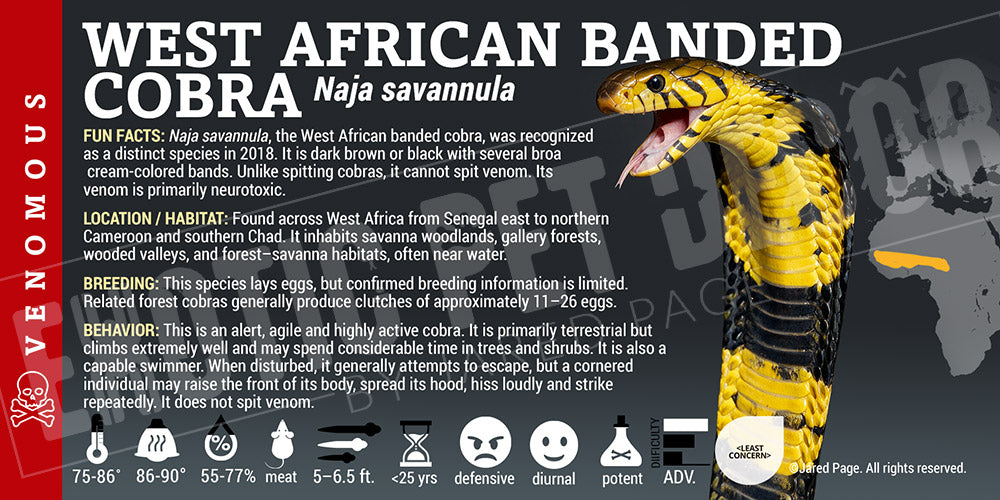 Naja savannula 'West African Banded' Cobra label