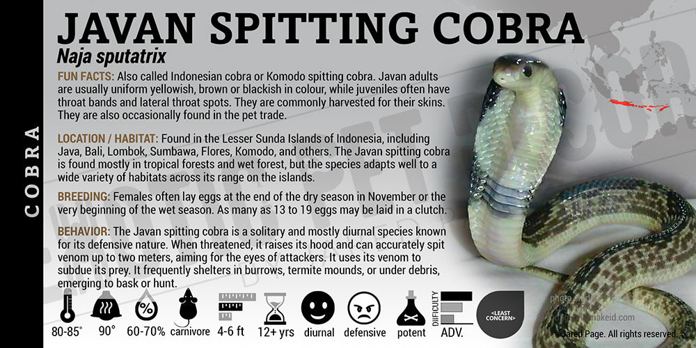 Naja sputatrix 'Javan Spitting Cobra' snake label