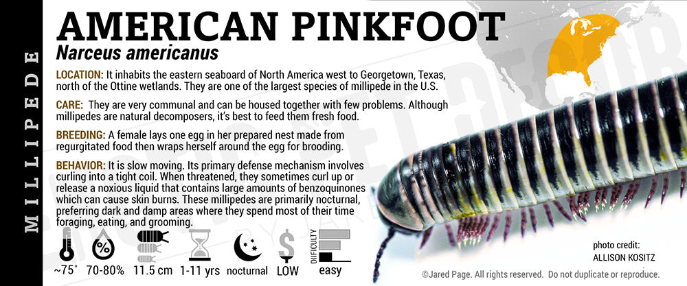 Narceus americanus 'American Giant' Millipede