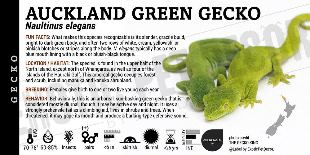 Naultinus elegans 'Auckland Green' Gecko label