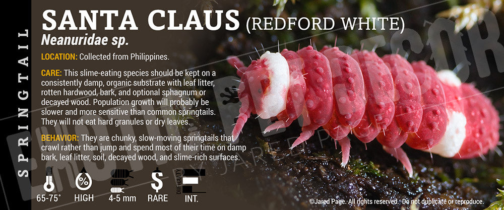 Neanuridae sp. 'Santa Claus' (Redford White) Springtail label