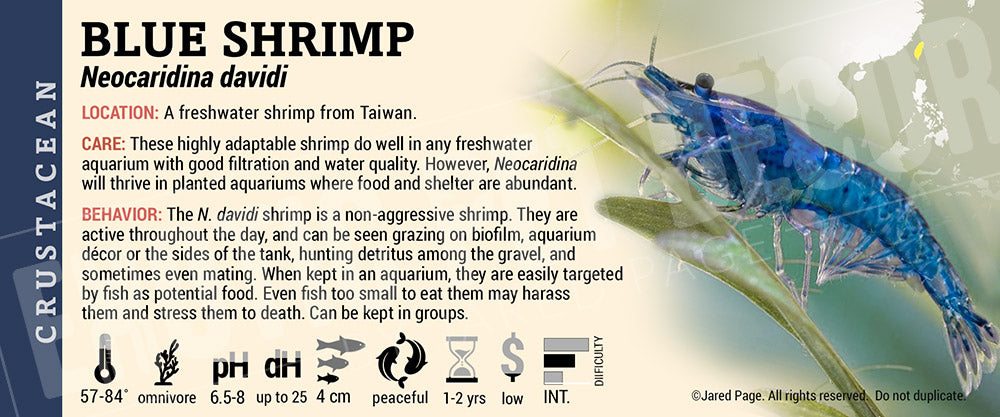 Neocaridina davidi Shrimp
