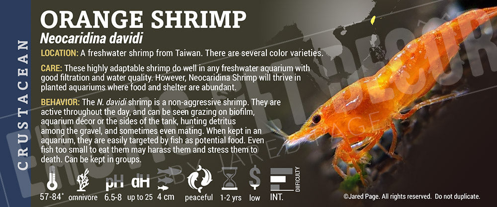 Neocaridina davidi Shrimp