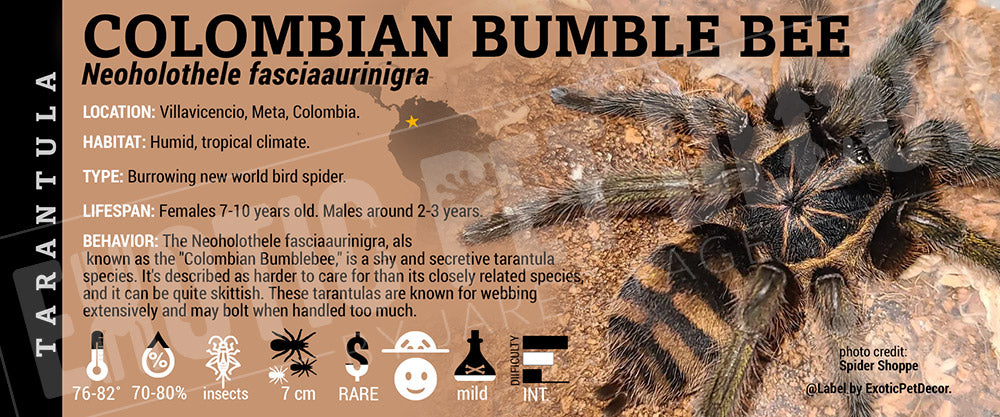 Neoholothele fasciaaurinigra 'Colombian Bumble Bee' Tarantula label