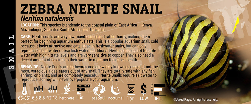 Neritina natalensis 'Zebra Nerite Snail'