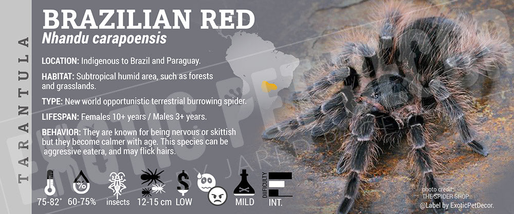 Nhandu carapoensis 'Brazilian Red' Tarantula label