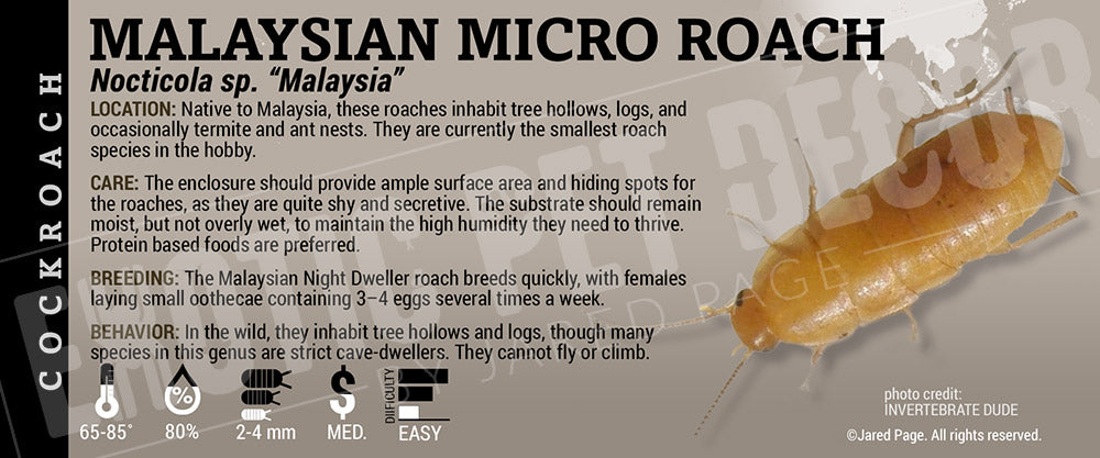 Nocticola sp. Malaysia 'Malaysian Micro Roach'