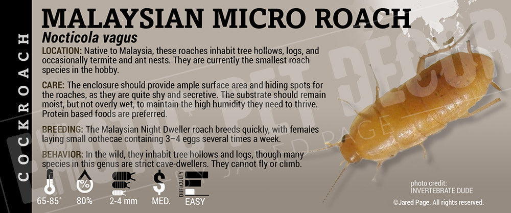 Nocticola vagus 'Malaysian Micro Roach'
