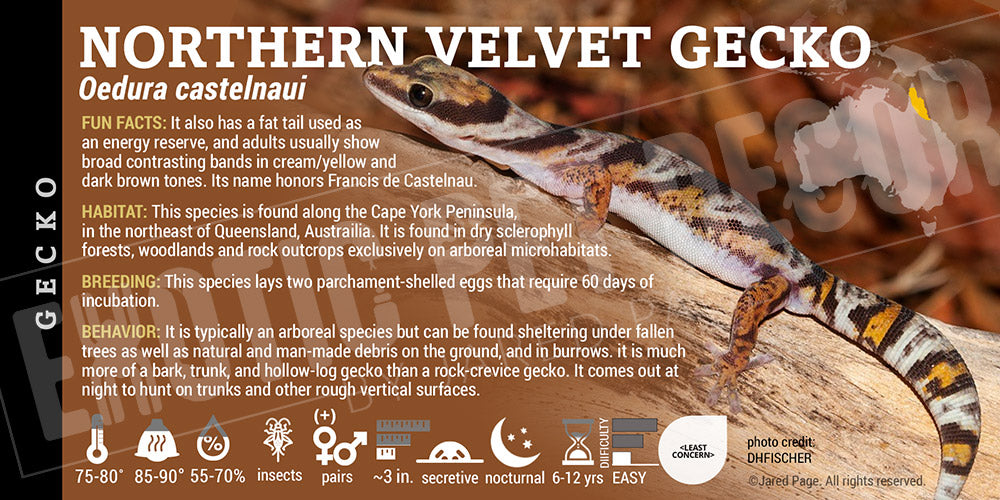 Oedura castelnaui 'Northern Velvet' Gecko label