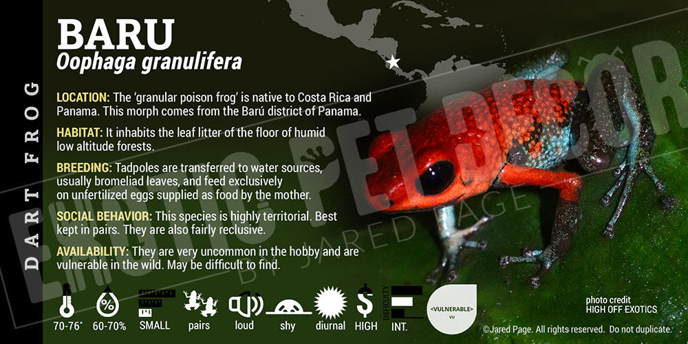 Oophaga granulifera 'Baru' Dart Frog Label