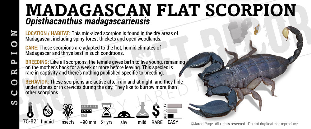 Opisthacanthus madagascariensis 'Madagascan Flat' Scorpion