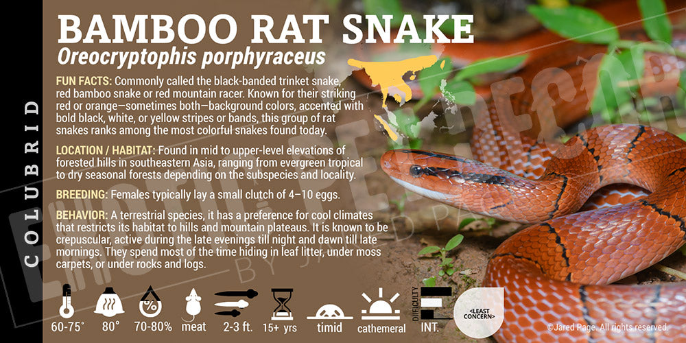 Oreocryptophis porphyraceus 'Bamboo Ratsnake' label