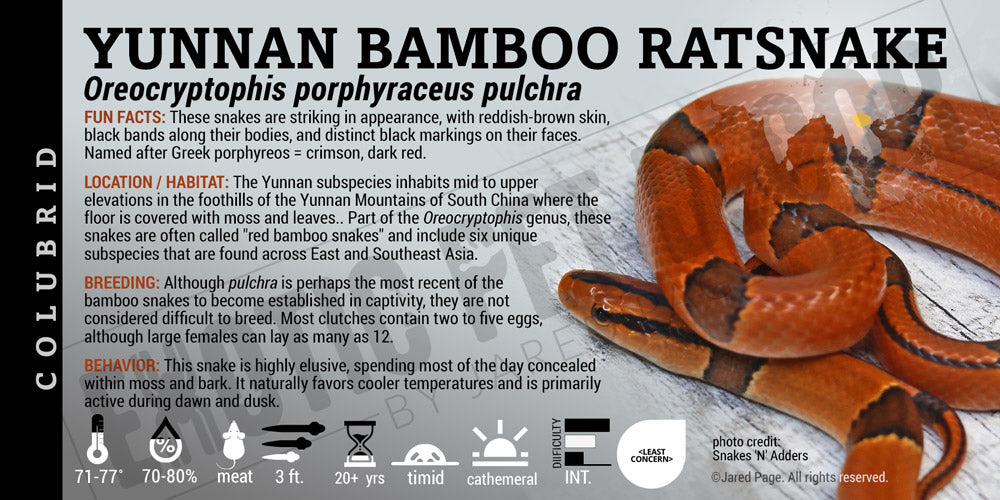 Oreocryptophis porphyraceus pulchra 'Yunnan Bamboo Ratsnake'