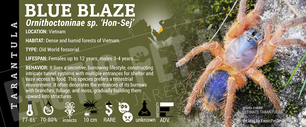Ornithoctoninae sp. 'Hon-Se Blue Blaze' Tarantula label