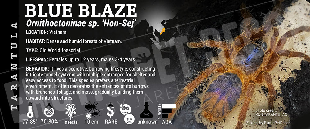 Ornithoctoninae sp. 'Hon-Se Blue Blaze' Tarantula label