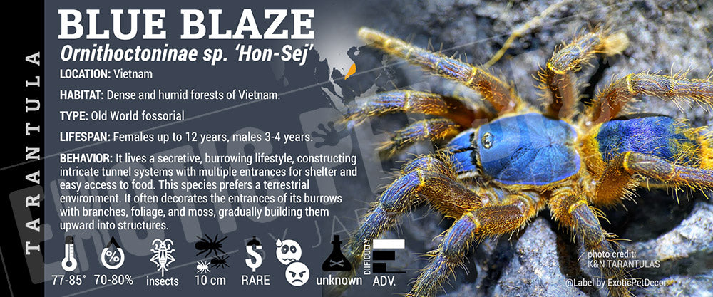 Ornithoctoninae sp. 'Hon-Se Blue Blaze' Tarantula label