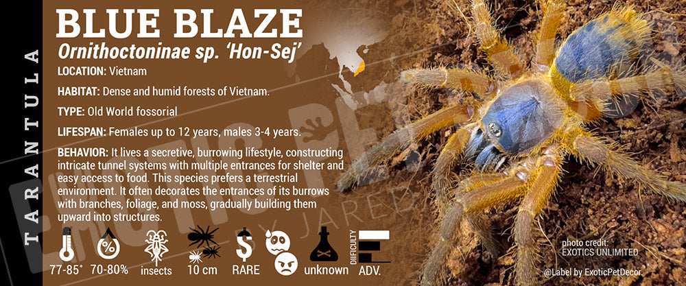Ornithoctoninae sp. 'Hon-Se Blue Blaze' Tarantula label