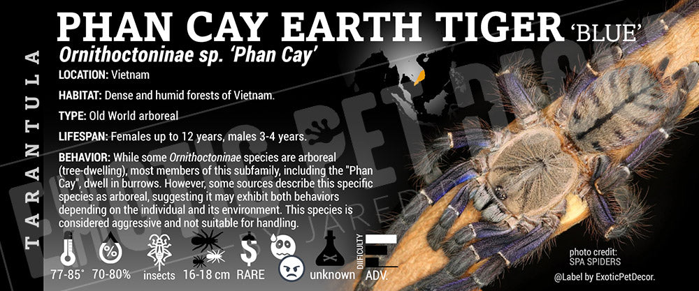 Ornithoctoninae sp. 'Phan Cay Blue' Tarantula label