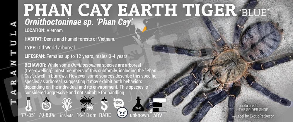 Ornithoctoninae sp. 'Phan Cay Blue' Tarantula label