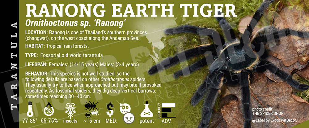Ornithoctonus sp. 'Ranong' 'Ranong Earth Tiger' Tarantula