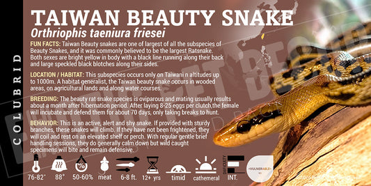 Orthriophis taeniura friesei 'Taiwan Beauty' Snake