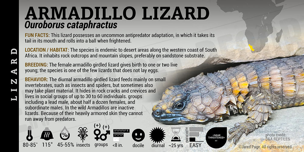 Ouroborus cataphractus 'Armadillo' Lizard