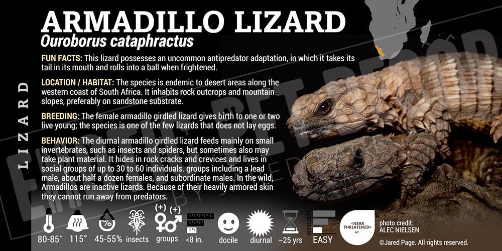 Ouroborus cataphractus 'Armadillo' Lizard