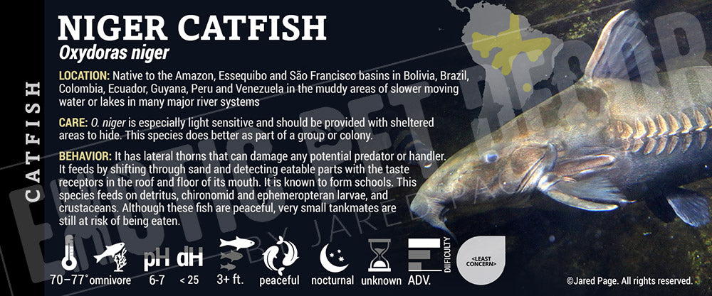 Oxydoras niger 'Niger Catfish'