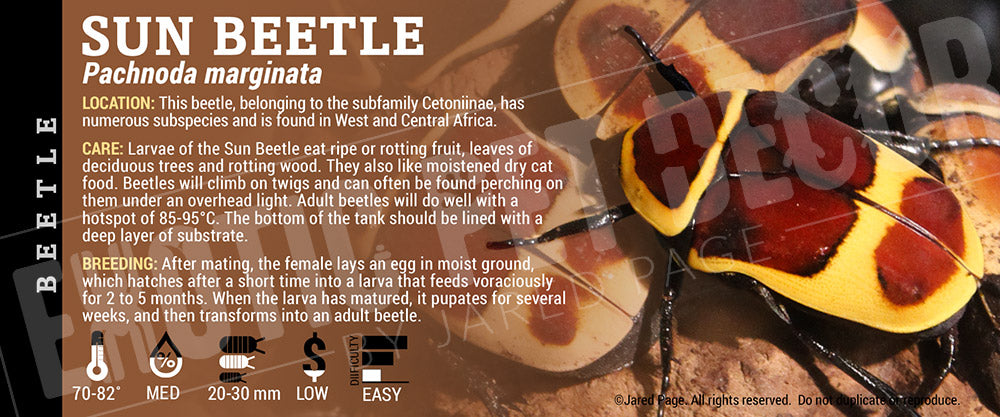 Pachnoda marginata 'Sun Beetle' label