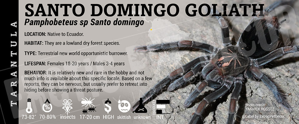 Pamphobeteus sp. 'Santo domingo Goliath' Tarantula labels