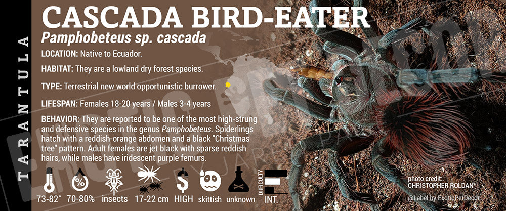 Pamphobeteus sp. 'Cascada' Birdeater Tarantula label