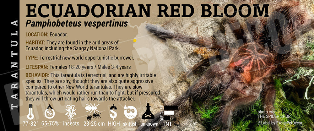 Pamphobeteus vespertinus 'Ecuadorian Red Bloom' Tarantula label