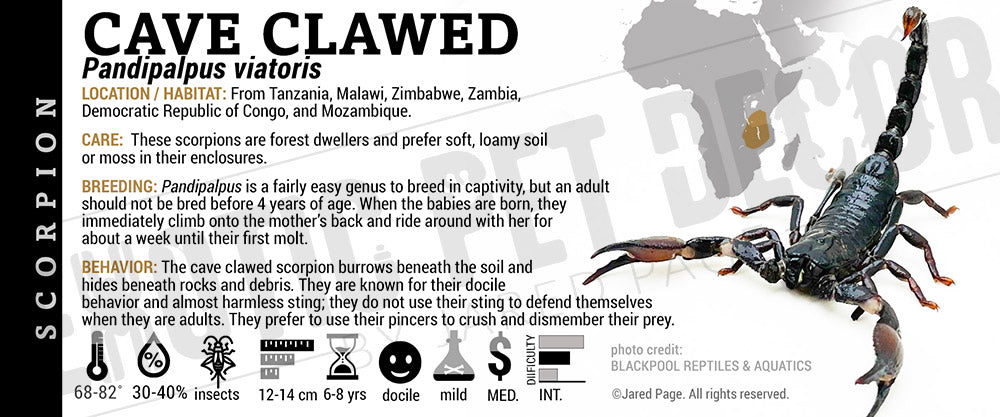 Pandipalpus (ex-Pandinus) viatoris 'Cave Clawed' Scorpion