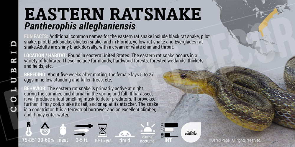 Pantherophis alleghaniensis 'Eastern Ratsnake'