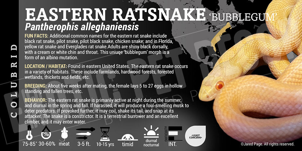 Pantherophis alleghaniensis 'Eastern Ratsnake'