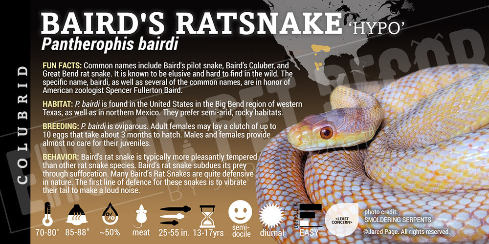 Pantherophis bairdi 'Baird's Ratsnake'