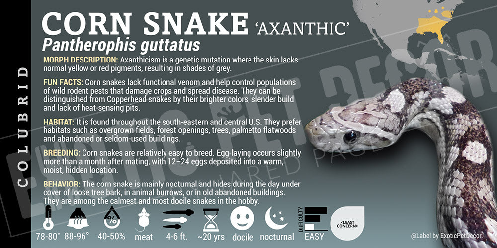 Pantherophis guttatus 'Corn Snake'