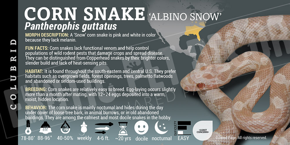 Pantherophis guttatus 'Corn Snake'