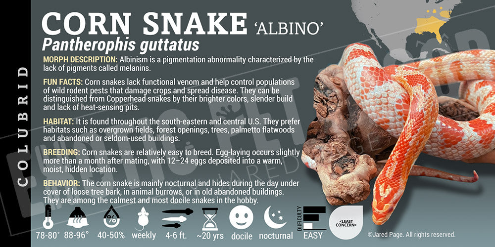 Pantherophis guttatus 'Corn Snake'