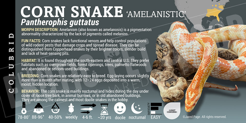 Pantherophis guttatus 'Corn Snake'