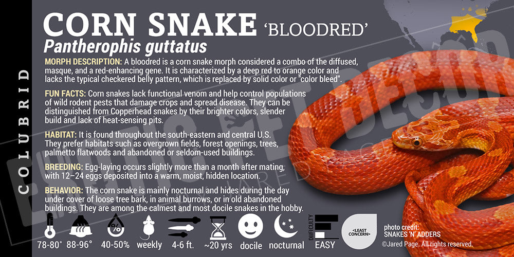 Pantherophis guttatus 'Corn Snake'