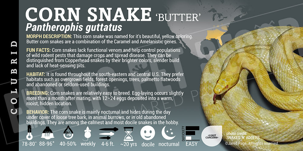 Pantherophis guttatus 'Corn Snake'