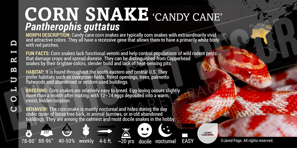 Pantherophis guttatus 'Corn Snake'