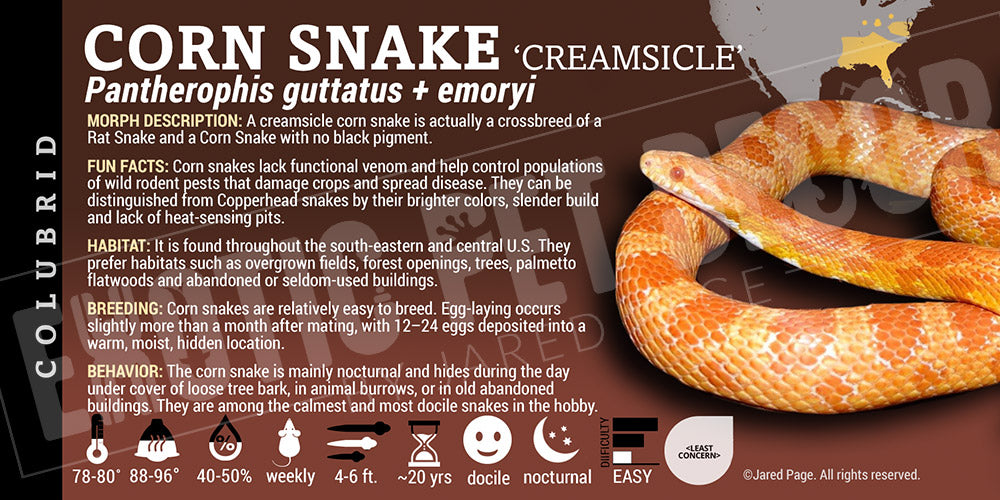Pantherophis guttatus 'Corn Snake'